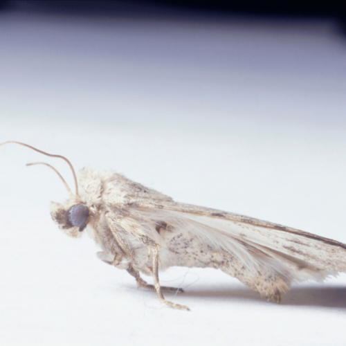 carpet Moth control Essex