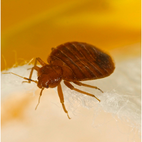 bed bug control essex