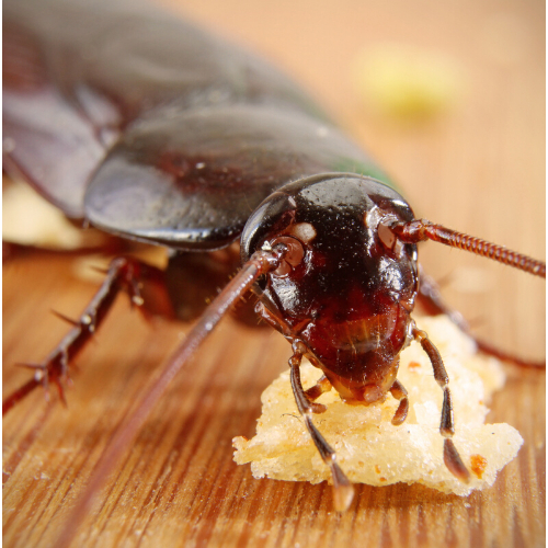 cockroach control Essex