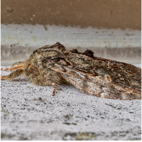 Moth Control essex