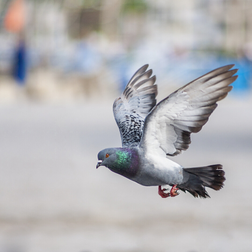 pigeon Control Essex