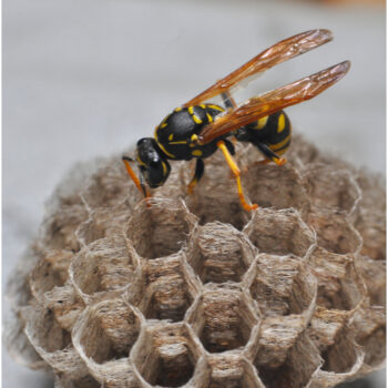 Wasp nest removal Essex