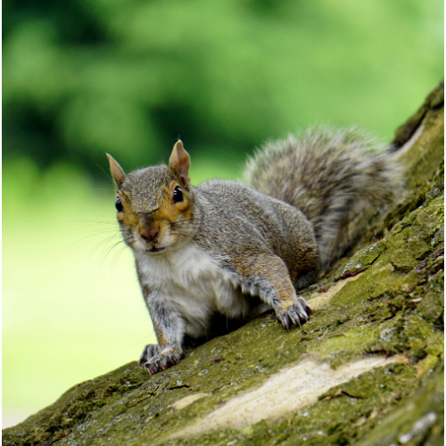 Squirrel Control Frinton-on-Sea