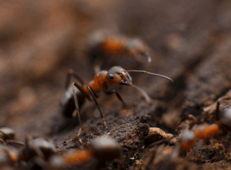 ant control Essex