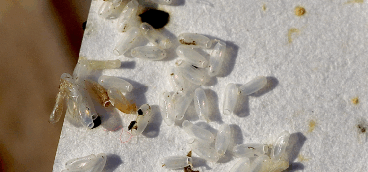 How to Spot the Early Signs of a Mice Infestation in Your Essex Home