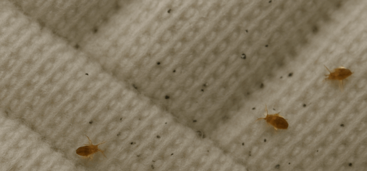 Understanding Bedbug Infestations in Essex – Causes, Signs & Prevention