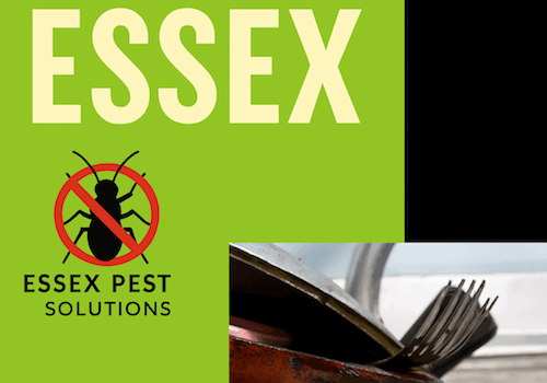 How Much Do Wasp Nest Treatments Cost in Essex?