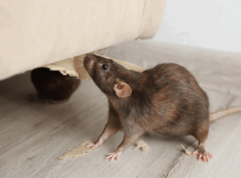 Emergency Rat Control in Essex – What to Do If You Spot One Indoors