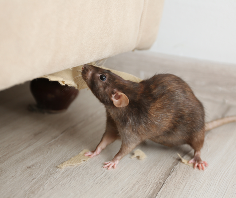 Emergency Rat Control in Essex β What to Do If You Spot One Indoors