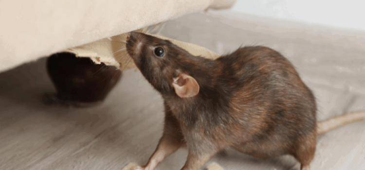 How to Mouse-Proof Your Essex Home: Prevention Checklist