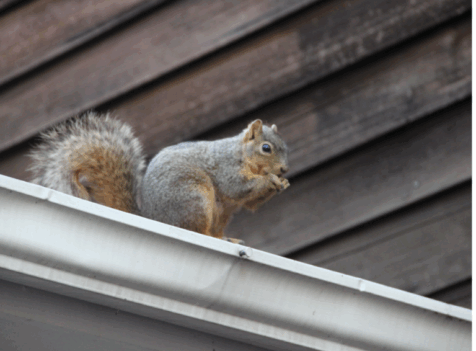 Squirrel control Essex