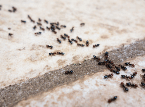 ant Control Essex