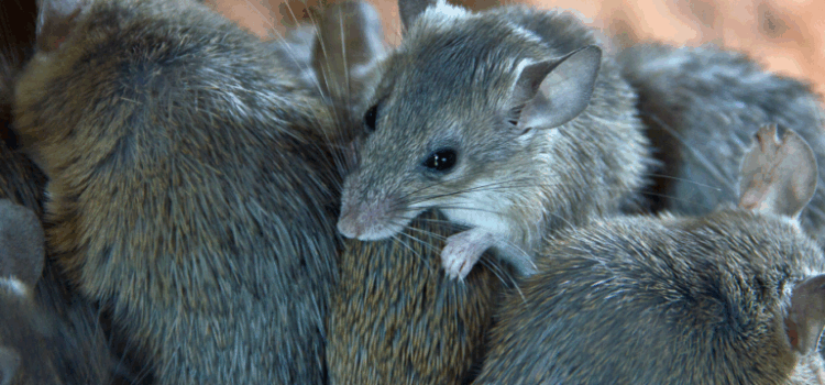 Rats vs Mice – How to Tell the Difference in Essex Properties
