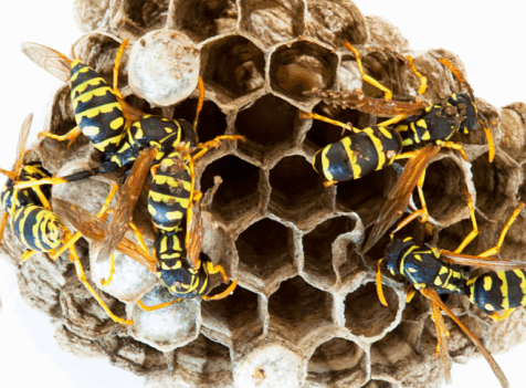 Wasp treatments Essex