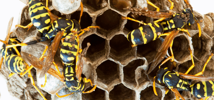 Affordable Wasp Nest Removal Barking