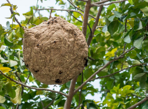 wasp nest treatments essex
