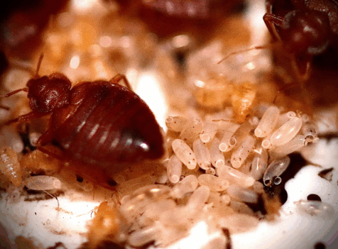 The Cost of Bedbug Treatments in Essex