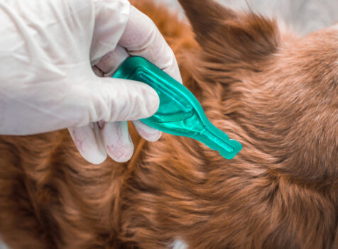 Flea Control Essex