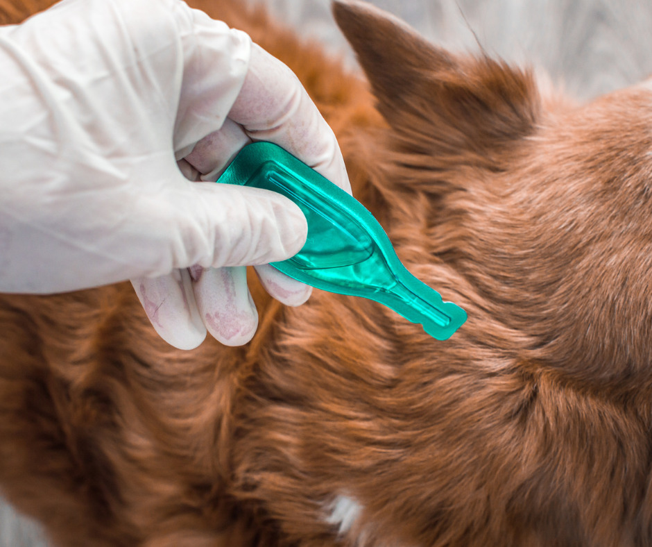 Flea Control Essex