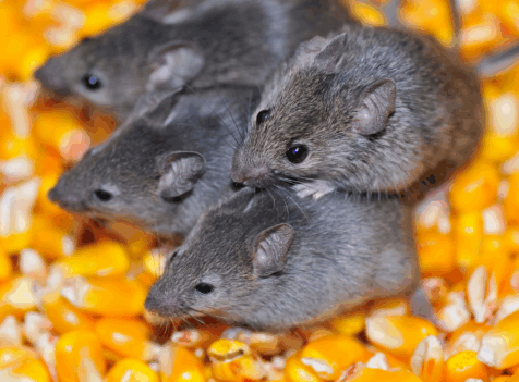 Professional Mice Control in Essex – Why It Works Better Than DIY