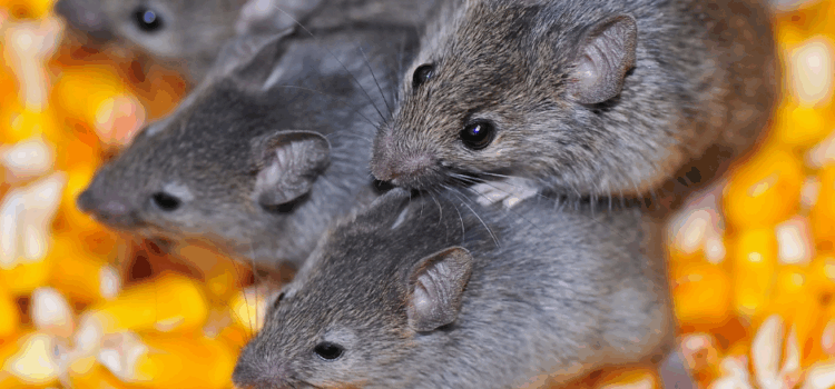 Professional Mice Control in Essex – Why It Works Better Than DIY