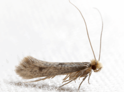 Moth Control Essex