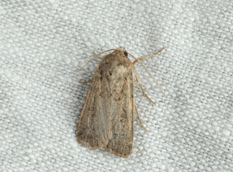Moth Control Essex