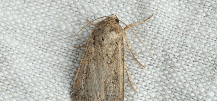 How to Identify Carpet Moths Before They Damage Your Home in South Woodham