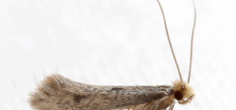 How to Identify a Clothes Moth Infestation in Romford