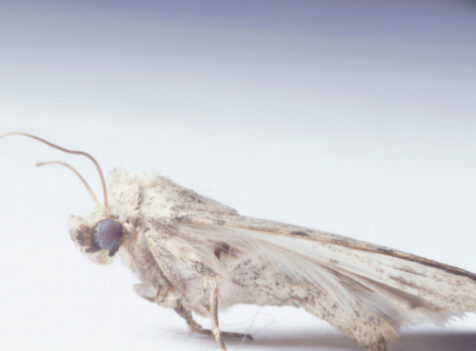 carpet Moth control Essex