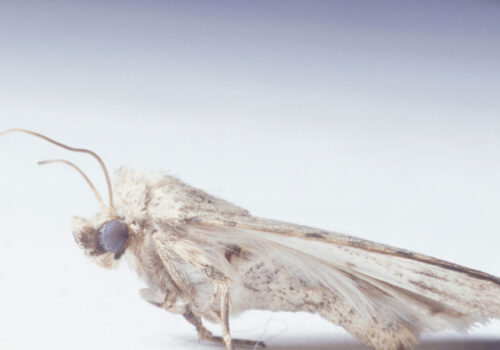 How Much Does Carpet Moth Control Cost in Essex?