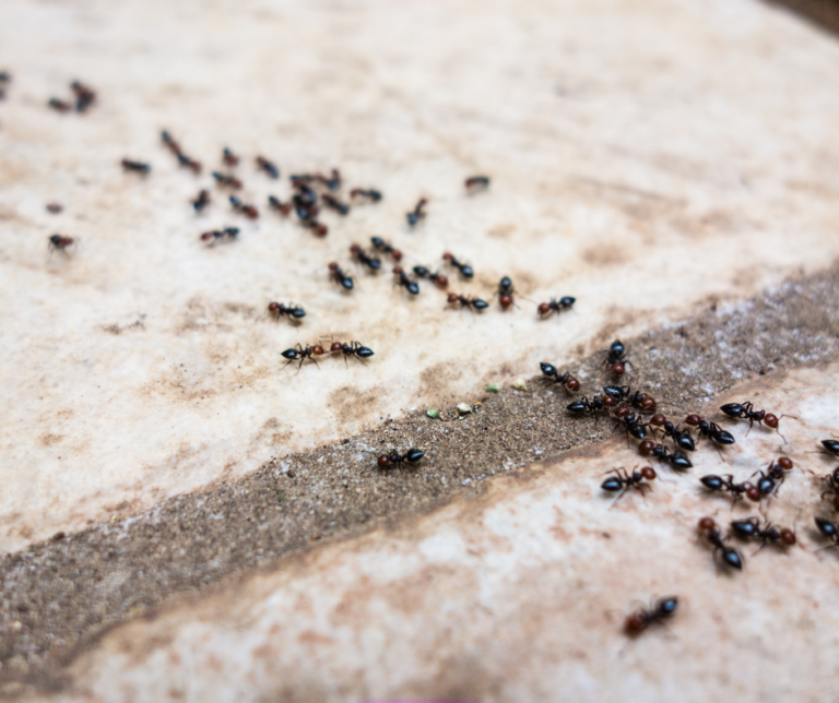 Ant control essex