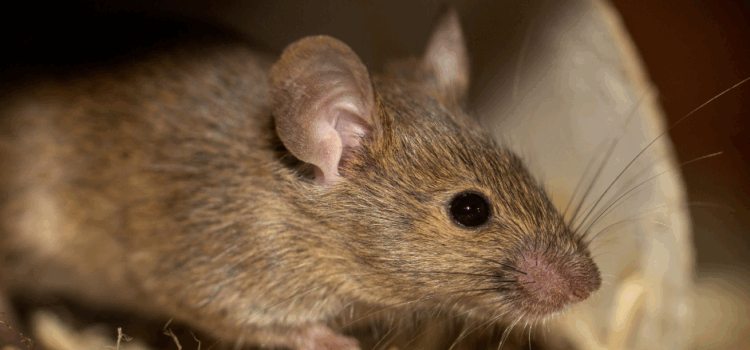 Top-Rated Rat Control Services in Barking