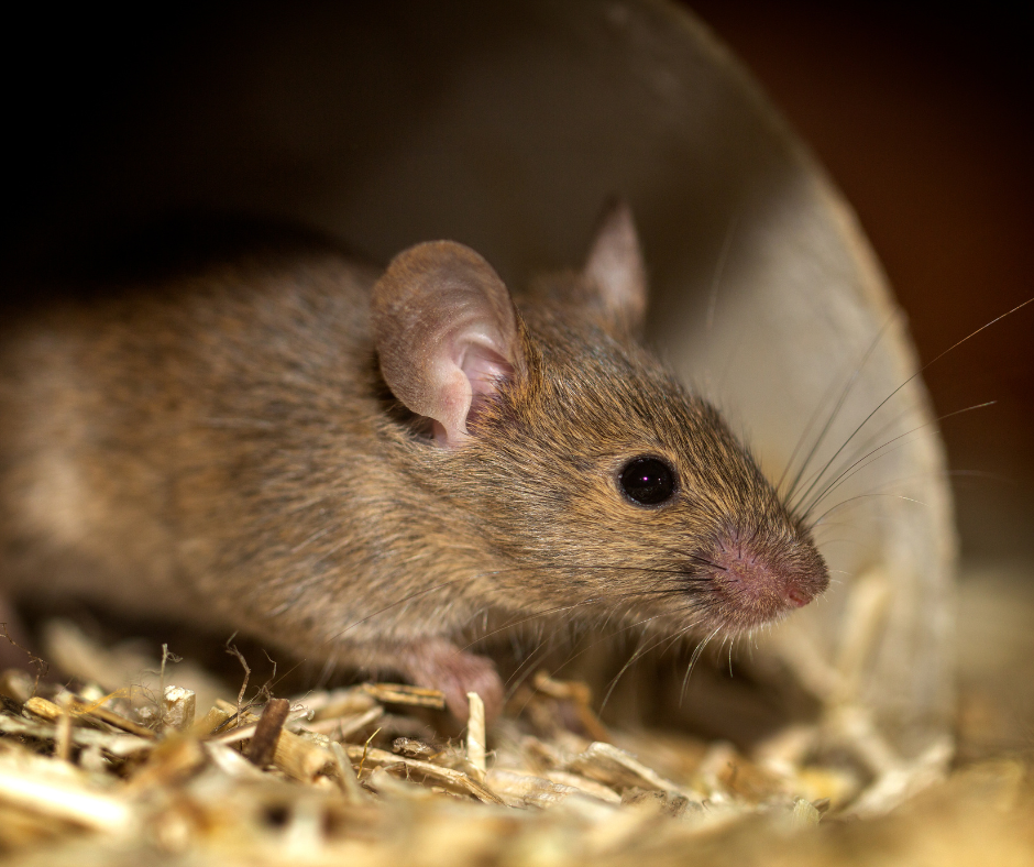 Top-Rated Rat Control Services in Barking
