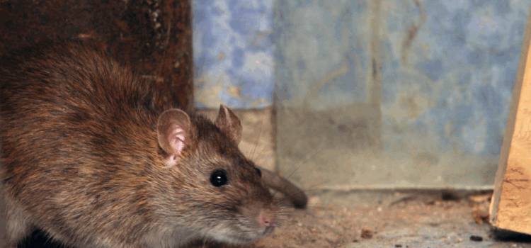 The Cost of Rat Control in Essex – What to Expect