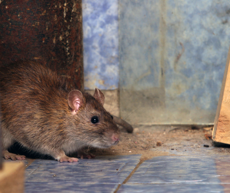 The Cost of Rat Control in Essex – What to Expect