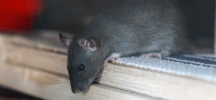 Why DIY Rat Control Rarely Works In Essex