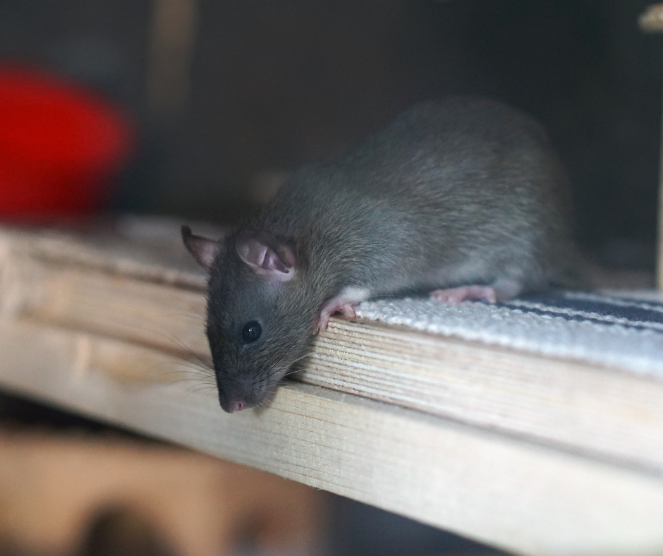 Why DIY Rat Control Rarely Works In Essex