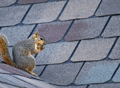 Squirrel Control Essex