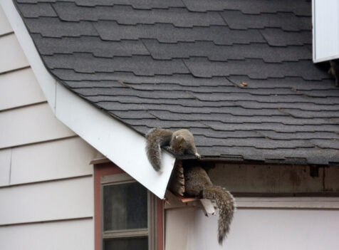 Squirrel Problems essex