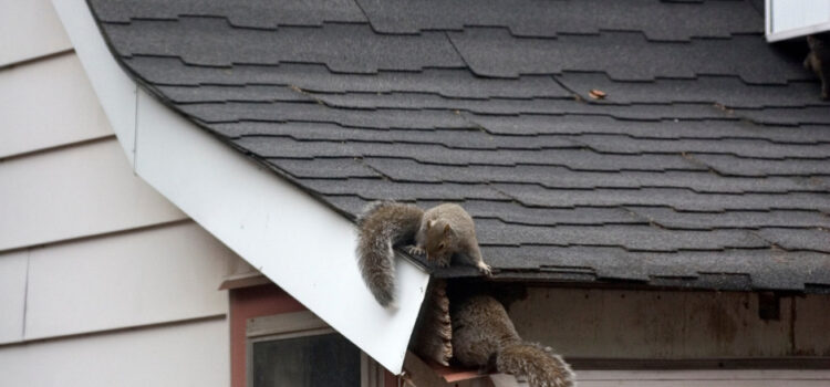 How Much Does Squirrel Control Cost in Essex