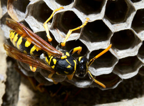 Wasp nest treatments Essex