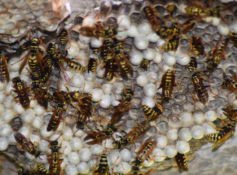 Wasp nest treatments Essex