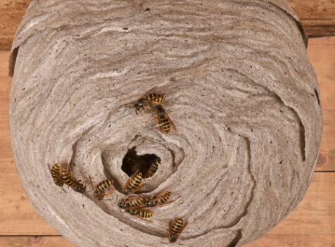 Wasp nest treatments Essex