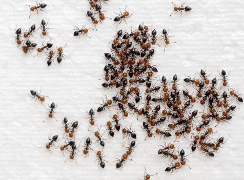 ant control essex