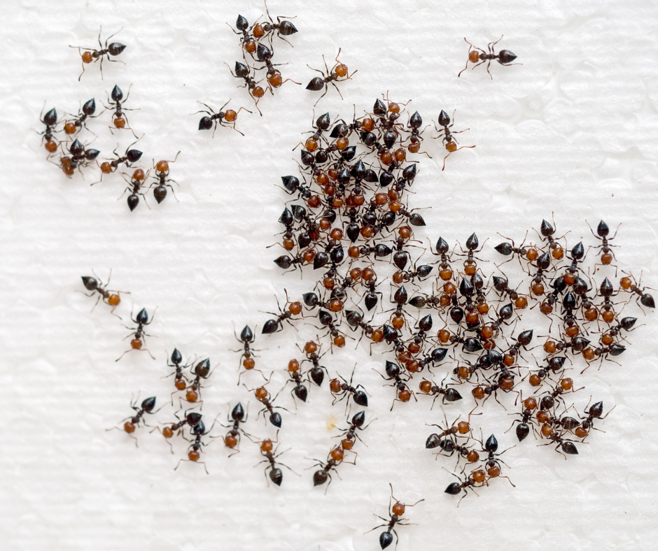 ant control essex