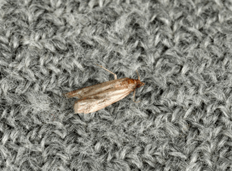 carpet moths Essex
