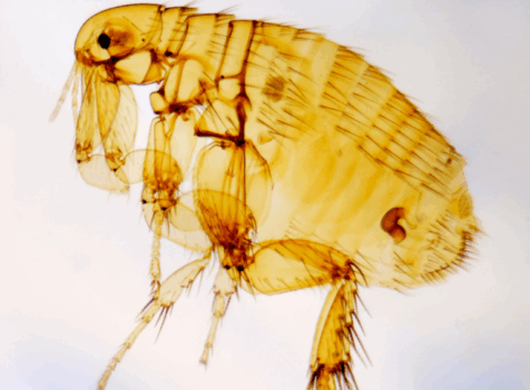 Flea control Essex