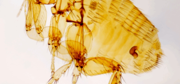 How Much Does Flea Control Cost in Essex?
