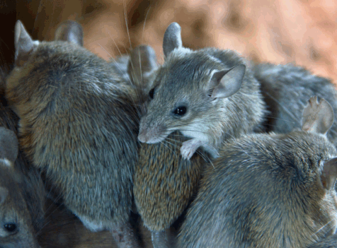 Emergency Mice Control in Essex